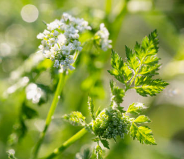 Chervil