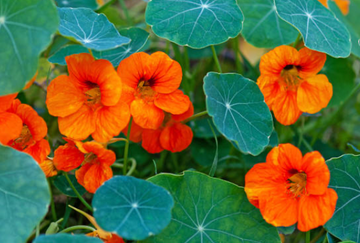 Nasturtium (Tropaeolum majus)