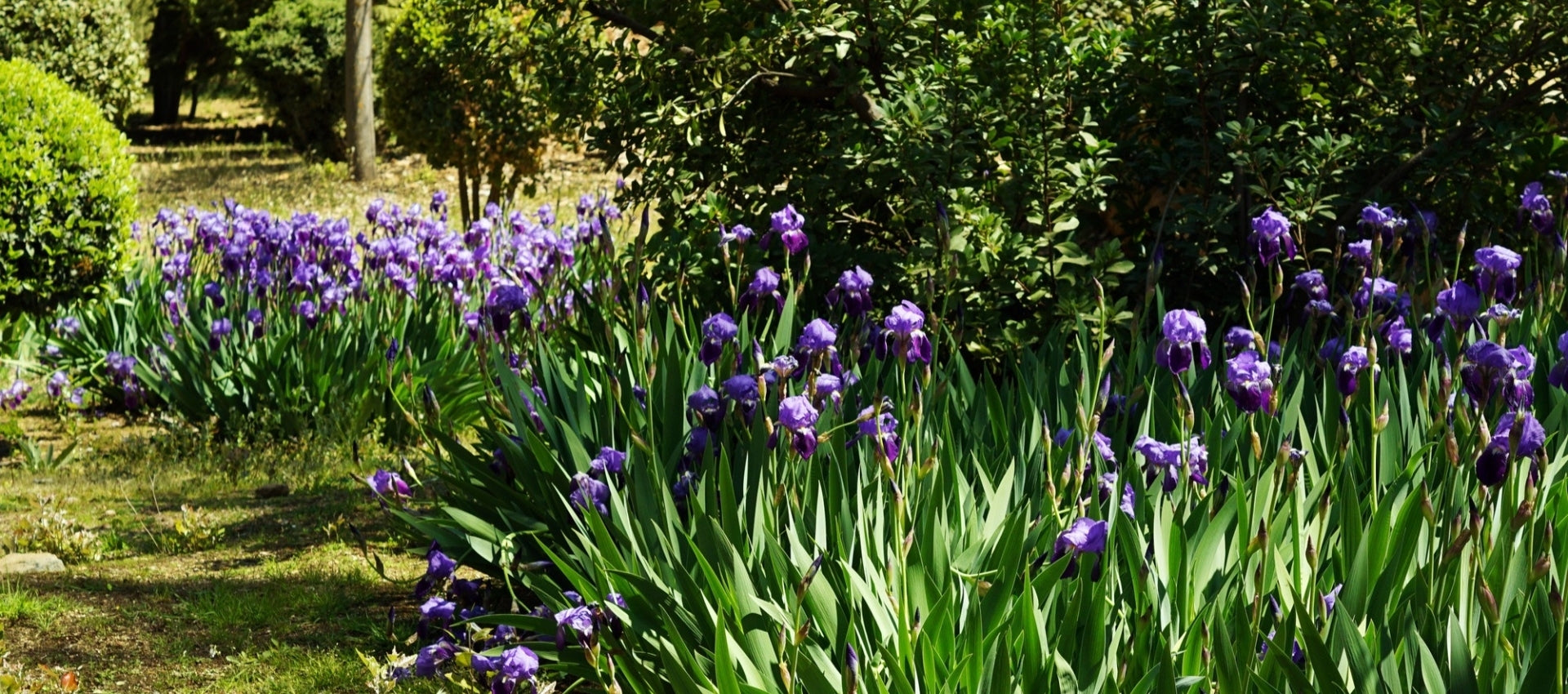 Farm-to-Tincture Wellness